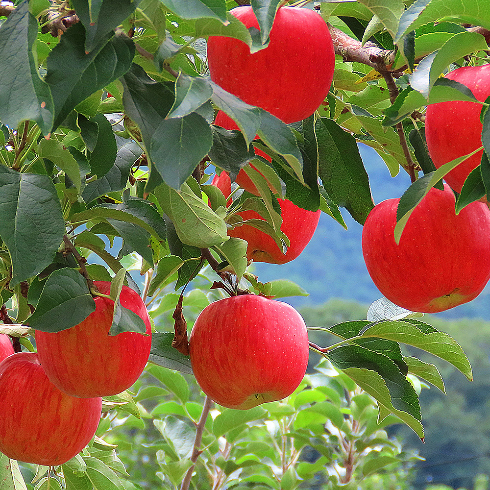 [초록자연] 부사 사과 10kg 고당도 고랭지 (31-35과)